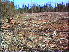 clearcut1.jpg (63452 bytes)